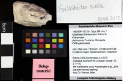 Foto (Objket + Etiketten) von Cracensigillatus acutirostrus (Moericke, 1889) 